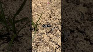 Surviving the Drought Innovative Farming Techniques in Nigerias Benin City 🌾💧 [upl. by Asimaj35]