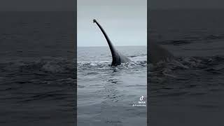 2 Giant Humpback Whales gave Max Adrenaline Rush shorts [upl. by Acinelav]