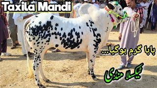 Friday Taxila Mandi Latest Update Ep 2 Qurbani Bakra Eid ul Adha 2024  Livestock Market Cow Cattle [upl. by Aimas]