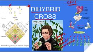 Heredity 4 Dihybrid Cross viralvideo class10science heredityandevolutionclass10 [upl. by Anagnos]