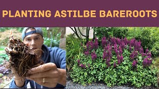 How to Plant ASTILBE Bare Roots [upl. by Mathis306]