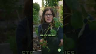 Grow STRAWBERRIES Like a Pro Gardening Tips [upl. by Ahsielat686]