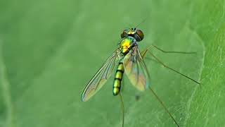 Longlegged fly Dolichopodidae [upl. by Adnohsat]