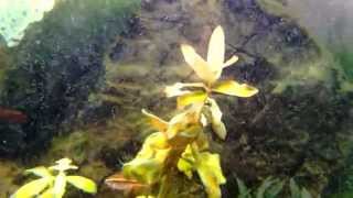 Blue Green Algae Aquarium How to remove Part 2 [upl. by Namrac]