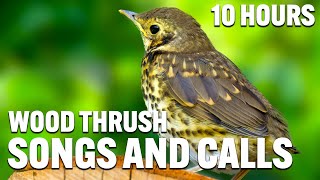 Wood Thrush Songs And Calls  Wood Thrush Sounds  Wood Thrush Singing  Wood Thrush Evening Song [upl. by Otit517]