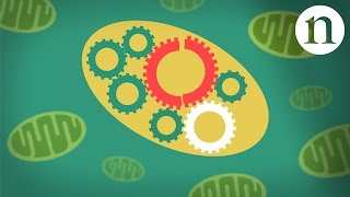 Mitochondrial diseases [upl. by Obediah]