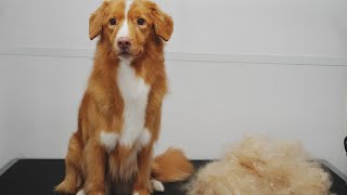 Senior Duck Tolling Retriever loves the blow dryer [upl. by Dennard303]