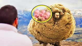 Woman Takes Sheep To Groomer  Groomer Bursts Into After Seeing Its Not A Sheep [upl. by Perseus]