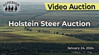 Superior Livestock Auction  Holstein Steer Auction [upl. by Arodal]