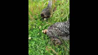 AVES Domésticas 🌾🐤 pastoreando shortsvideos mipequeñagranjitatrejoes avesdomesticas aves [upl. by Lemal]