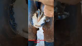 horse hoof cleaning  horse hoof removal viral viralvideo horse horselover horsepower [upl. by Aehsrop812]