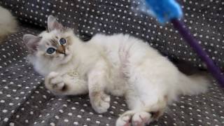 Birman kitten 4 months old [upl. by Tecla847]