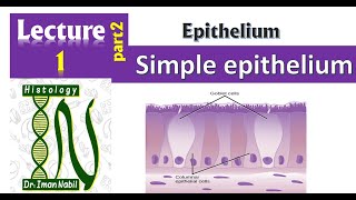 1bSimple epithelium Part2Pseudostratified columnar epitheliumFirst year [upl. by Ennayk]