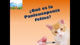 ¿ Qué es la Panleucopenia felina [upl. by Sven822]