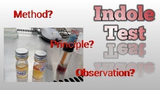 Indole Test Microbiology [upl. by Vada]