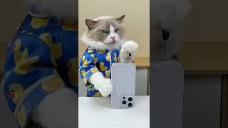 Cat Mobile Speaker Cleaning  cat cleaning speaker youtube facts iphone catlover [upl. by Asyral]