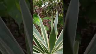 Agave angustifolia var marginata [upl. by Yelats69]