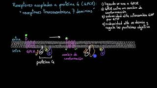 Receptores acoplados a proteína G  Khan Academy en Español [upl. by Eisus112]