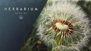 Taraxacum officinale  Common Dandelion [upl. by Ezaria690]