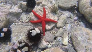 Molyvos Molivos Mithymna Lesbos Greece Snorkelling [upl. by Quick]