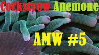 Corkscrew Anemone Care AMW ep 5 [upl. by Masuh481]