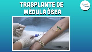 TRANSPLANTE DE MÉDULA OSEA [upl. by Wallache]