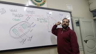 photosynthesis light dependent reactions part 1 [upl. by Zaraf]