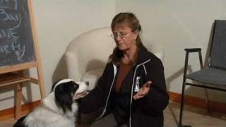 Dog Care amp Training  How to Stop Dogs From Shedding [upl. by Naitsirhk982]