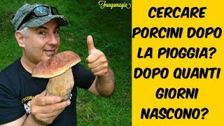 Cercare Porcini dopo la pioggiaQuanti giorni dopo nascono [upl. by Dianne]