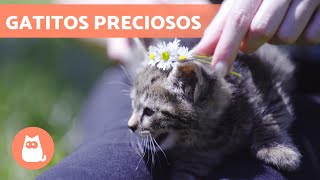 Los mejores VÍDEOS de GATOS BEBÉS jugando 😹 [upl. by Suzann]