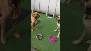 Training Broholmer Futterfreigabe Broholmer hundetraining [upl. by Arleta]