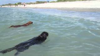 Cavalier King Charles Spaniels Swimming in the Ocean [upl. by Blackman229]