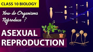 How Do Organisms Reproduce Animation PART1 CBSE Class 10 Biology Chapter 7  NCERT [upl. by Izmar75]