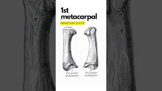 First metacarpal bone important points First carpometacarpal joint shorts 1stmetacarpal [upl. by Airdnaz]