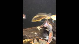 geophagus mirabilis breeding and fighting [upl. by Odericus911]