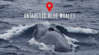 Antarctic Blue Whales [upl. by Abernon874]