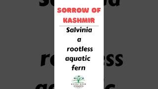 Rootless aquatic fern  Sorrow of Kashmir  Salvinia biologybloom [upl. by Anailuig]