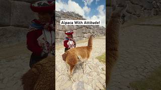 This alpaca at the ruins in Sacsayhuaman in Peru has attitude Or he just wants to ignore me 🙈 [upl. by Etnomed]