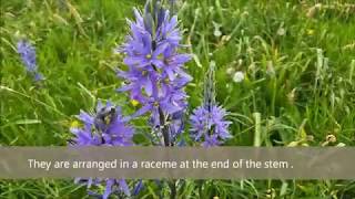 Camassia quamash common camas  Blue flowers 18 [upl. by Atinad]