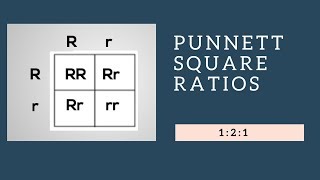 Genotypic Ratios and Phenotypic Ratios for Punnett Squares [upl. by Naitsabes393]