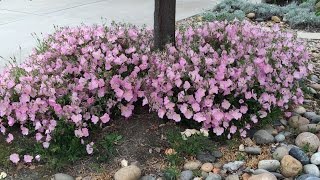 Oenothera speciosa Rosea  Mexican Evening Primrose [upl. by Moth]