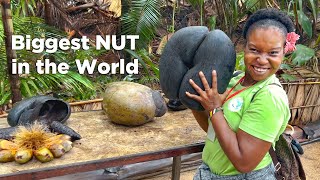 The Search for the Worlds Biggest Nut [upl. by Irelav]