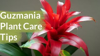 Repotting and Care of Guzmania Bromeliads  Vase Plant ☺️vase Guzmania plants caretips garden [upl. by Ferd]