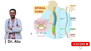 Spinal Cord  Ascending amp Descending Tracts  Spinal Cord Hemisection  Neurology [upl. by Jeanie]