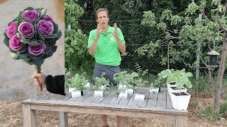 Der vergessene Schatz im Garten Bunte KohlgemüseVielfalt 🥦 Die besten Arten amp Sorten im Überblick [upl. by Lurline]