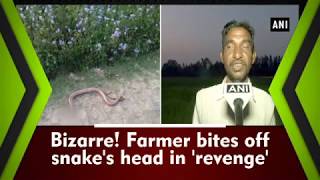 Bizarre Farmer bites off snakes head in revenge [upl. by Ycak752]