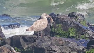 European Herring Gull Eating a Seaside Feast Dining on Fish Fins by the Shore [upl. by Alitha855]