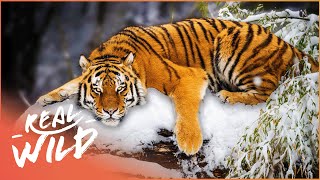 Are Wild Siberian Tigers On The Brink Of Extinction  China Wild  Real Wild [upl. by Osric758]