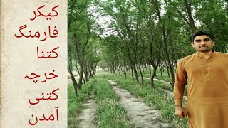 kabali Kikker farming Pakistan 2020  قابلی کیکر فارمنگ  Tree Farming Pakistan [upl. by Asiul]