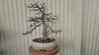 Desert Ash Informal Upright Bonsai Fraxinus Angustifolia winter styling 2023 Adelaide Australia [upl. by Lleroj896]